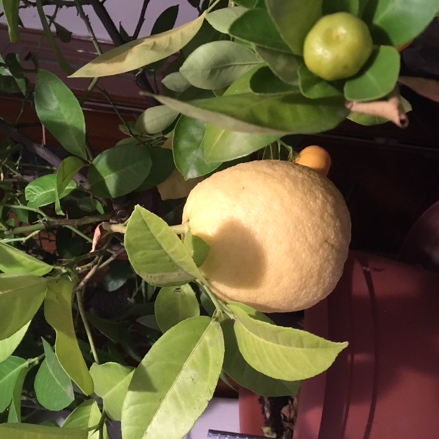 Citrus